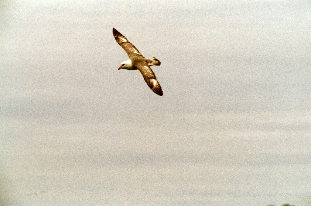 Fulmar, Northern, St George Alaska 06-1996 B06P47I02.jpg - Northern Fulmar, St. George Island, Alaska